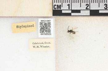 Media type: image;   Entomology 769925 Aspect: Labels